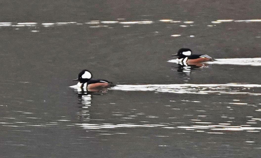 Hooded Merganser - ML611812169