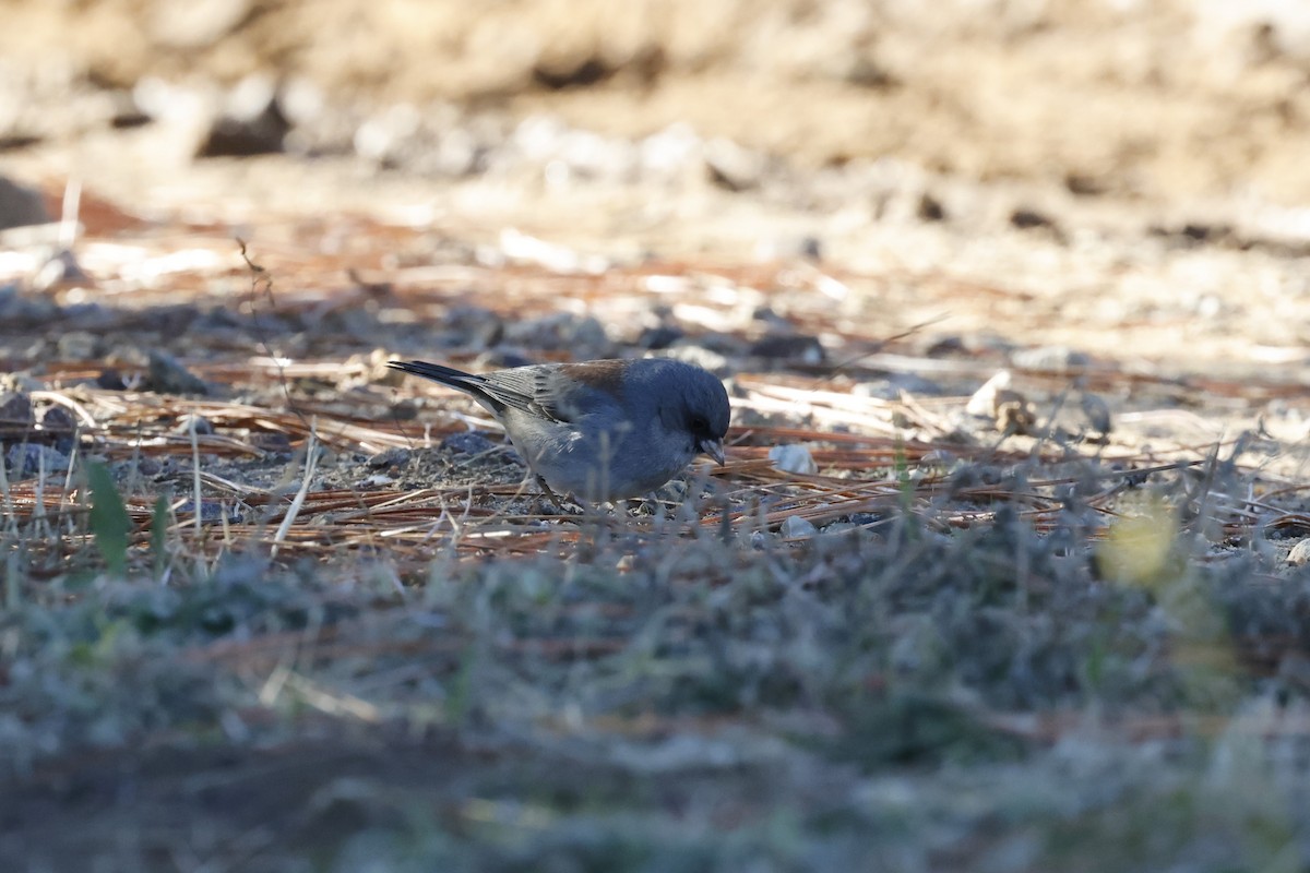 Dark-eyed Junco (Gray-headed) - ML611812189