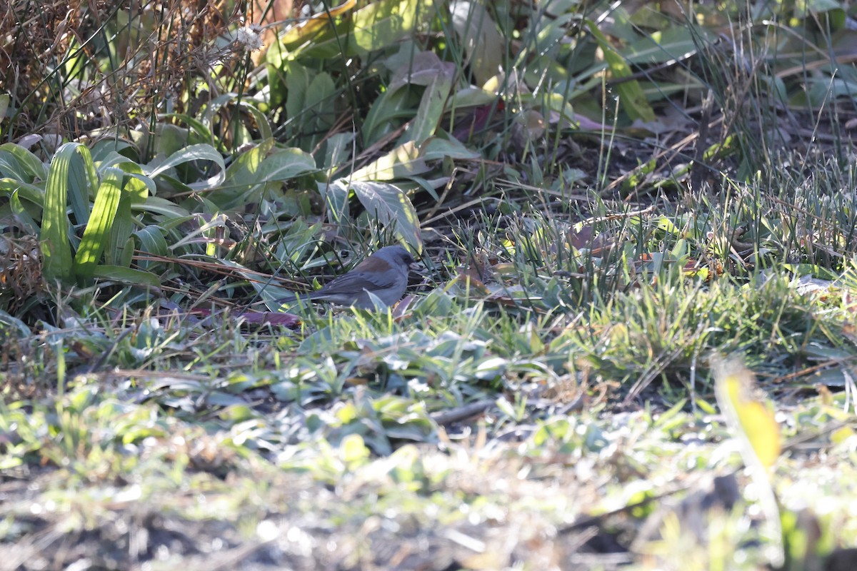 Dark-eyed Junco (Gray-headed) - ML611812365