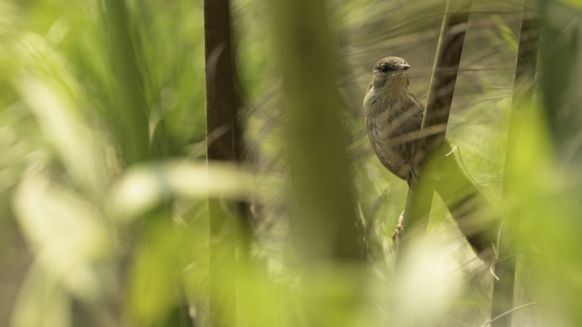 Little Rush Warbler - ML611812516