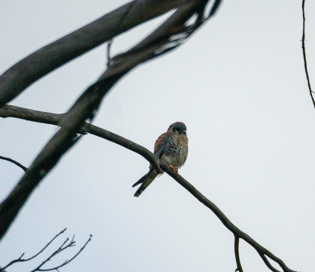 American Kestrel - ML611812531