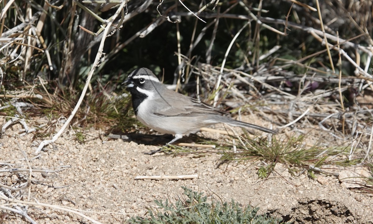 Black-throated Sparrow - TK Birder