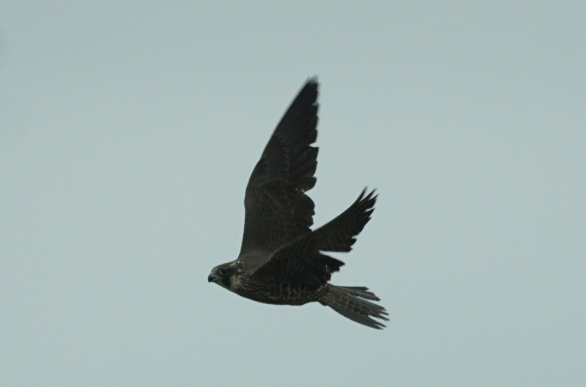 Peregrine Falcon - ML611812596