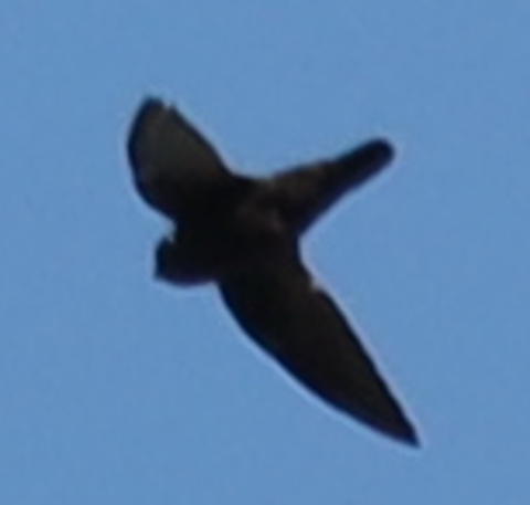 Spot-fronted Swift - Aidan Y