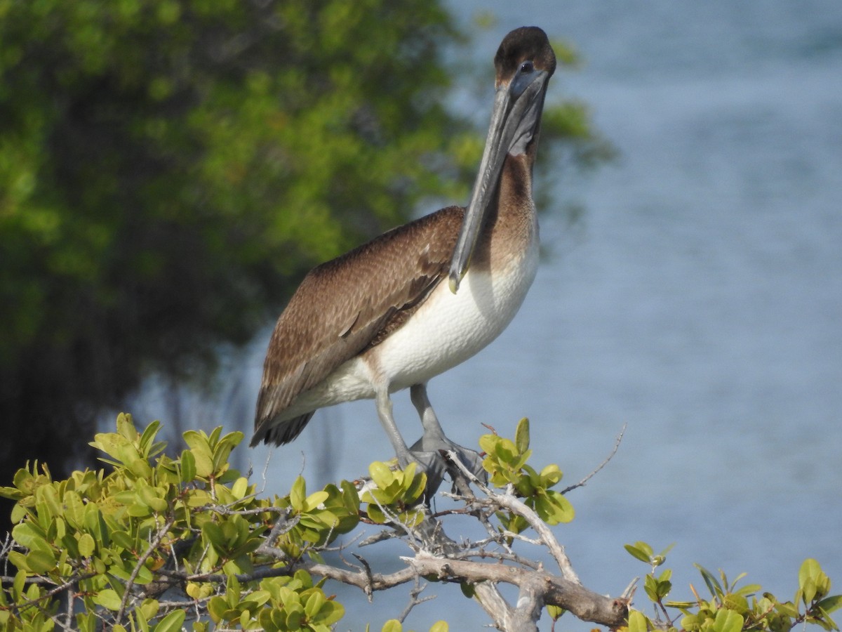 Brown Pelican - ML611812649