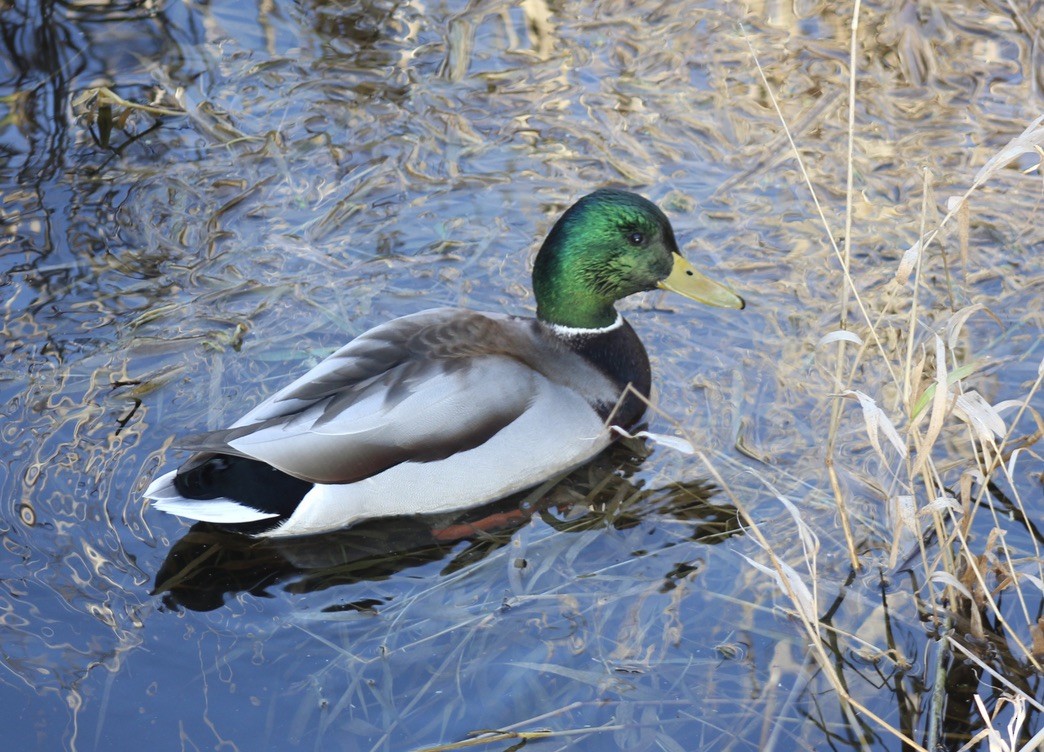 Mallard - ML611812697