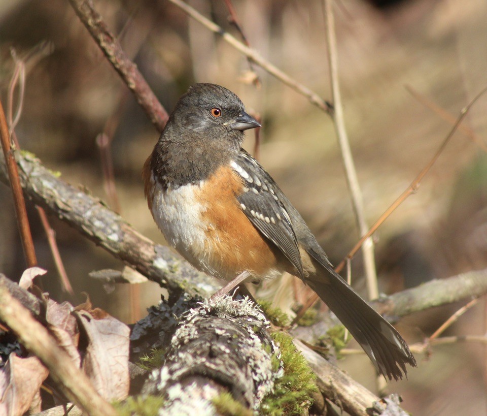 Spotted Towhee - ML611812722