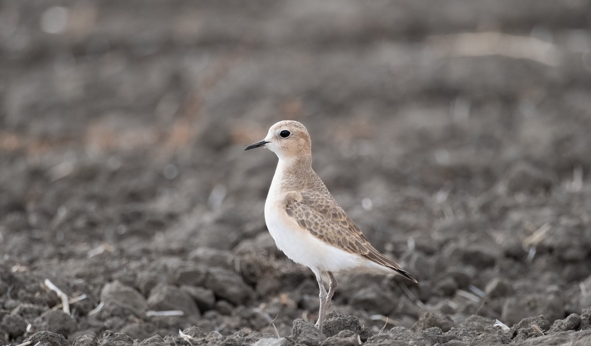 Mountain Plover - ML611812759