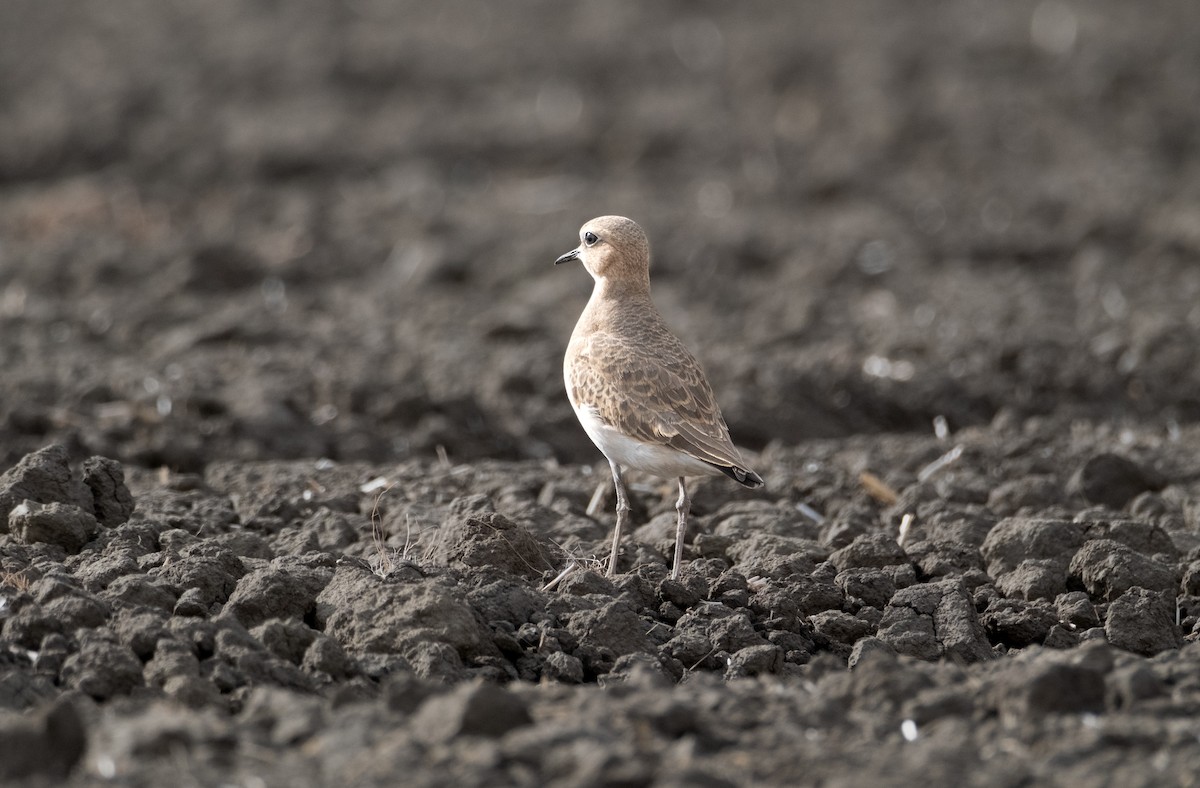 Mountain Plover - ML611812760