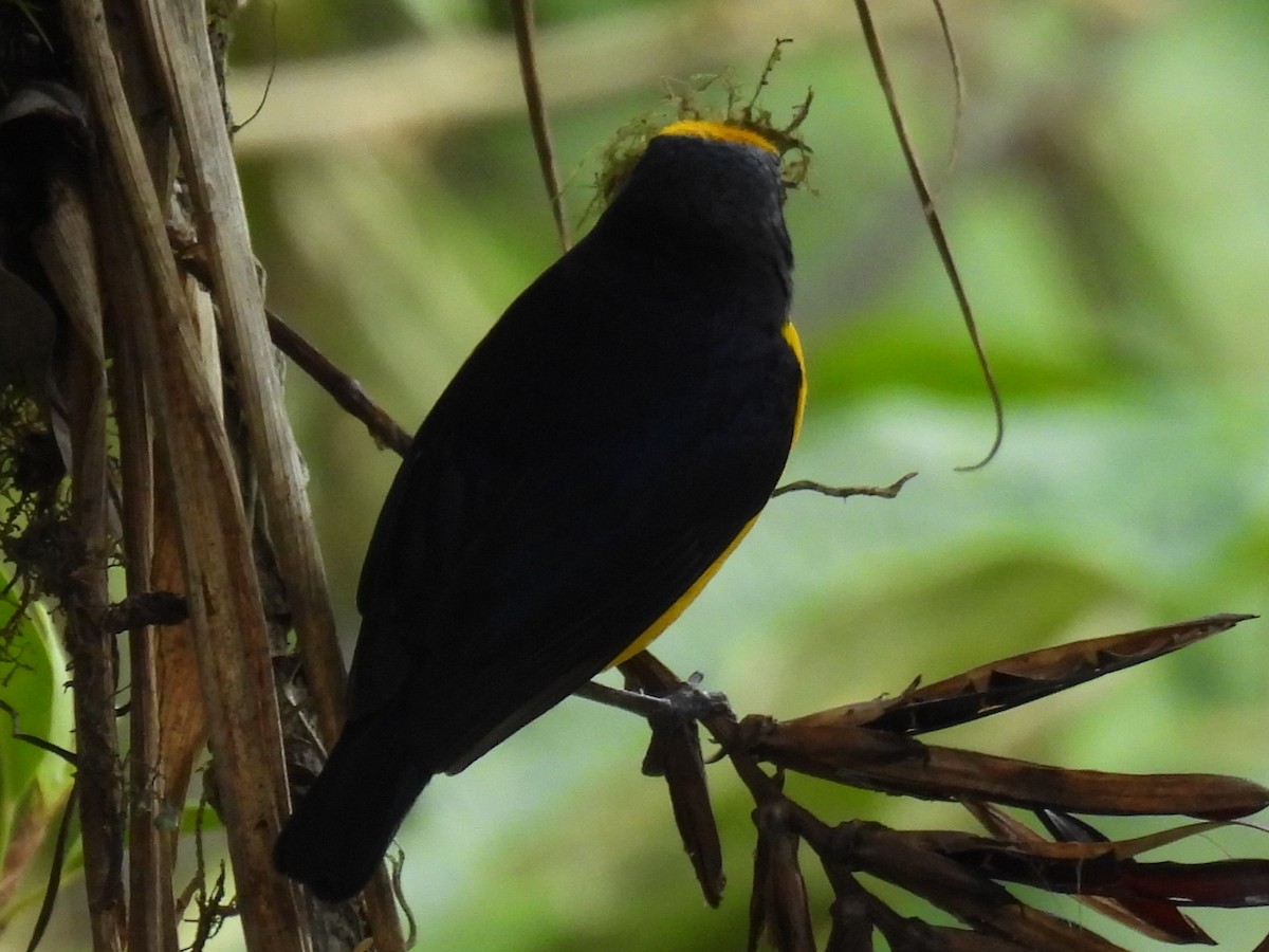 Orange-crowned Euphonia - ML611812766