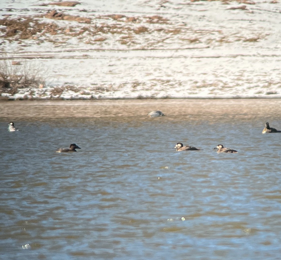 Surf Scoter - ML611812775