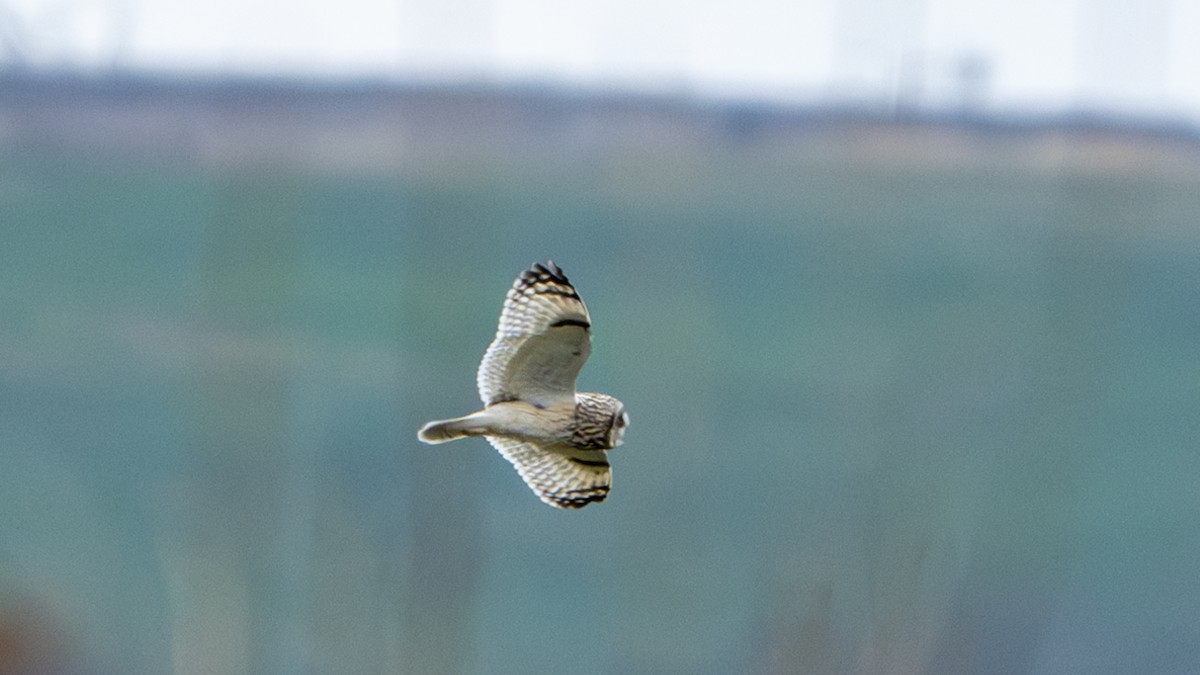 Short-eared Owl - ML611812878