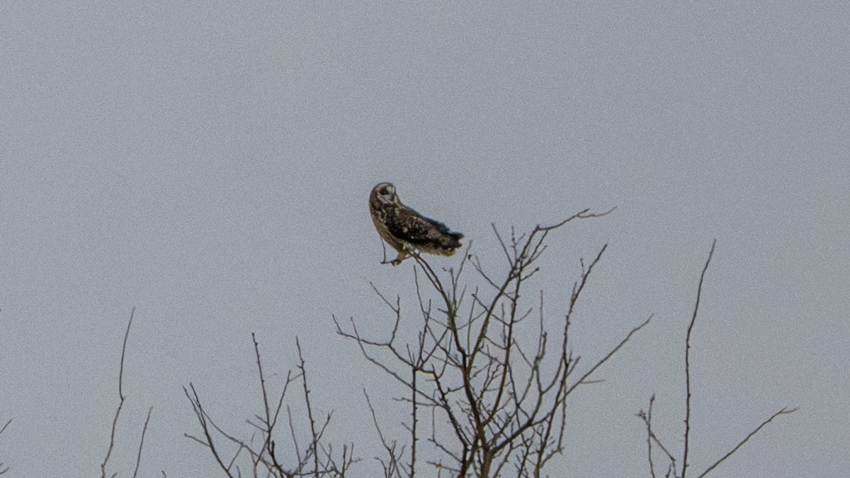 Short-eared Owl - ML611812880