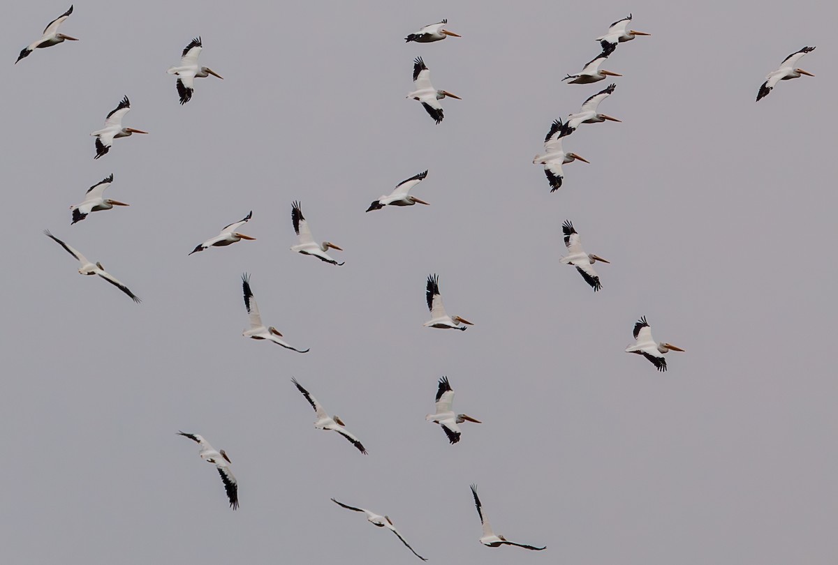 American White Pelican - ML611812891