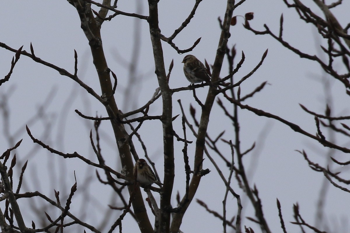 Common Redpoll - ML611812950