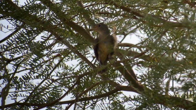 Painted Bunting - ML611812966