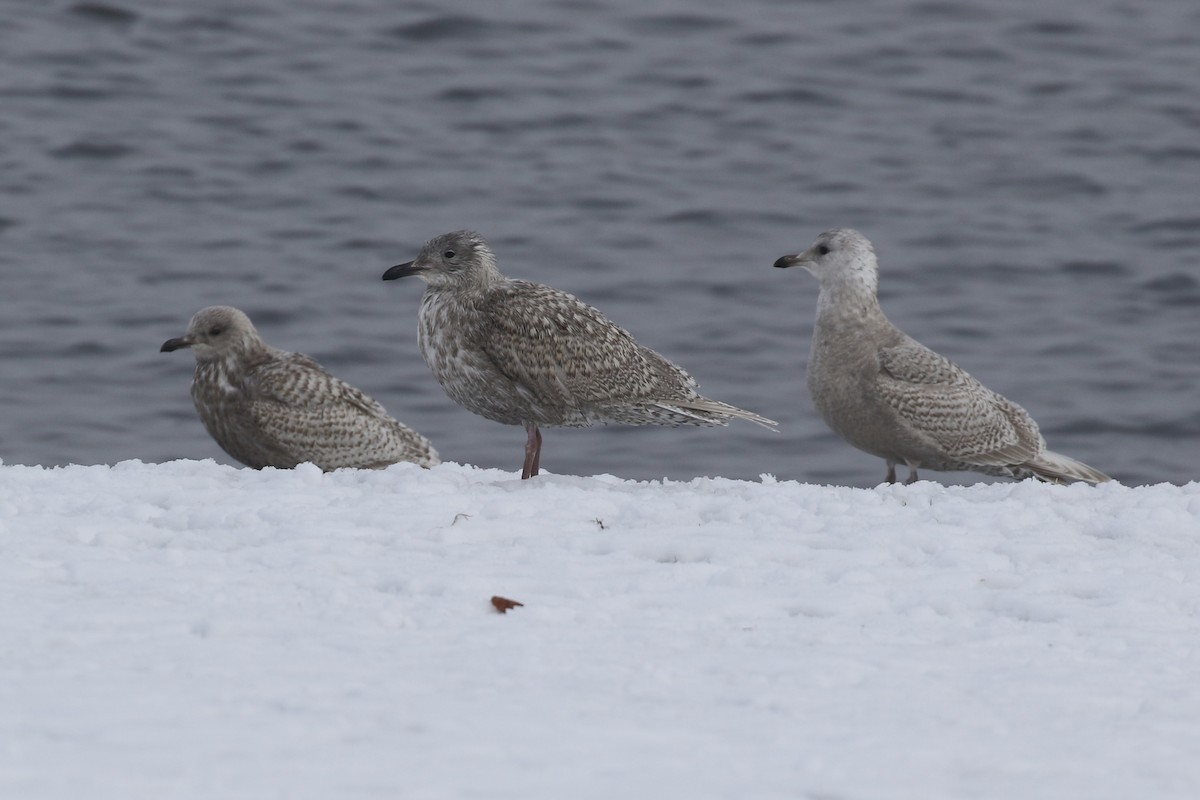 Gaviota Groenlandesa - ML611812991