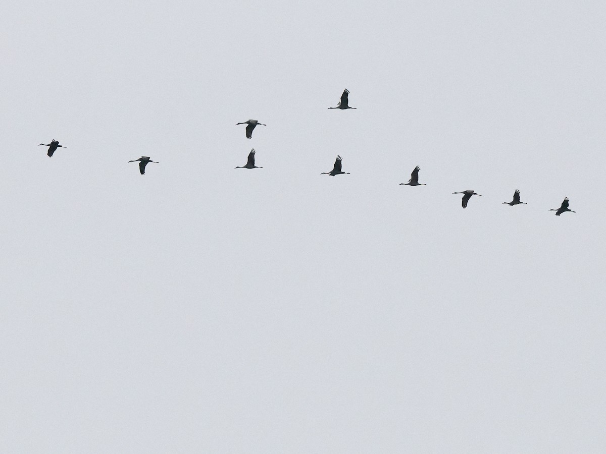 Sandhill Crane - ML611813118