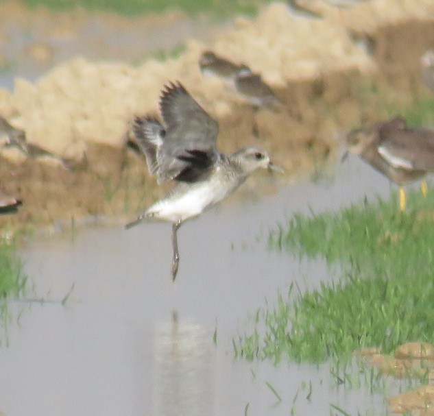 Black-bellied Plover - ML611813175