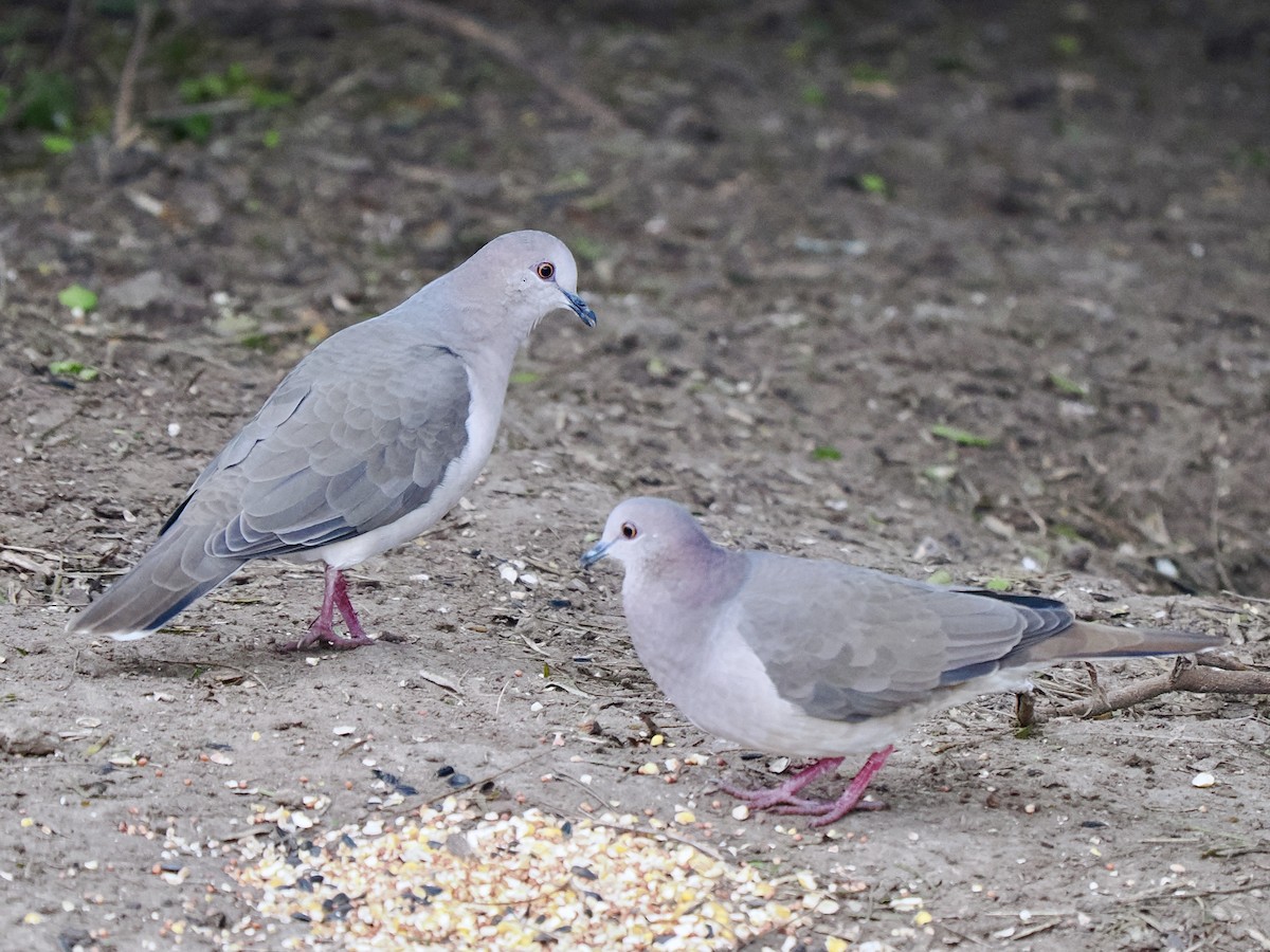 White-tipped Dove - Gabriel Willow