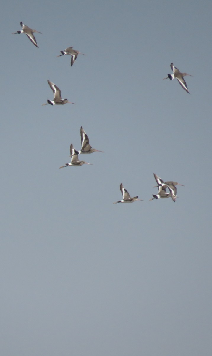 Black-tailed Godwit - ahmad mohammadi ravesh