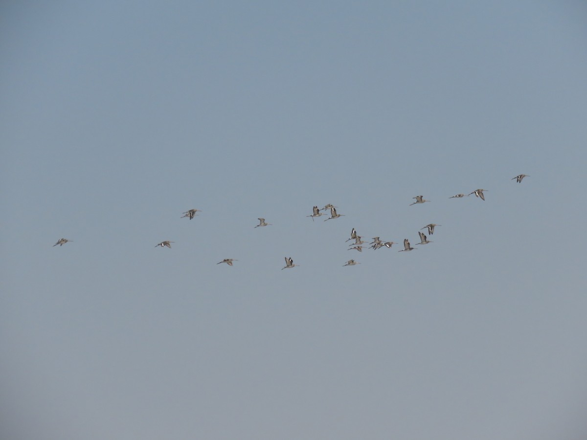 Black-tailed Godwit - ML611813257