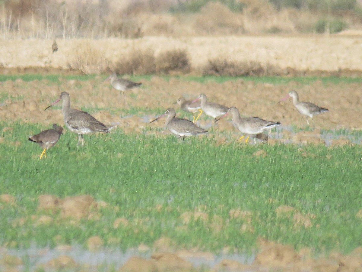 Black-tailed Godwit - ML611813260