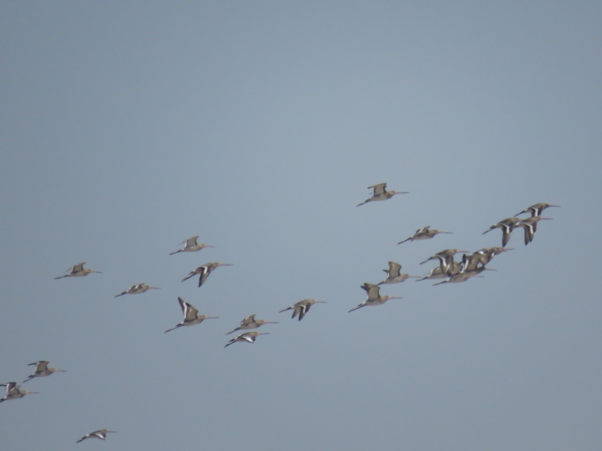 Black-tailed Godwit - ML611813265