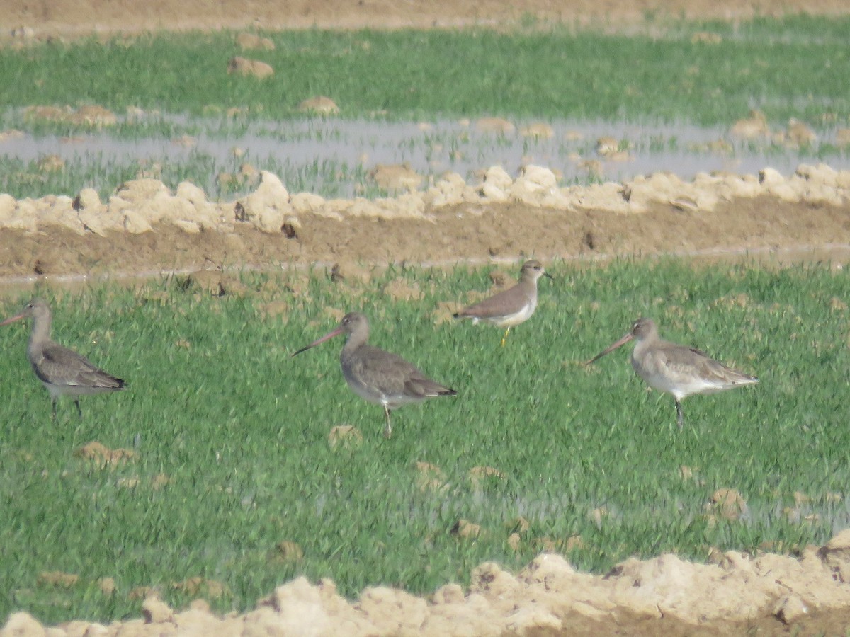 Black-tailed Godwit - ML611813273