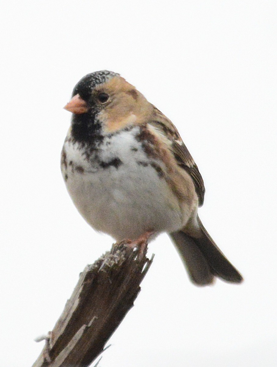 Harris's Sparrow - ML611813334