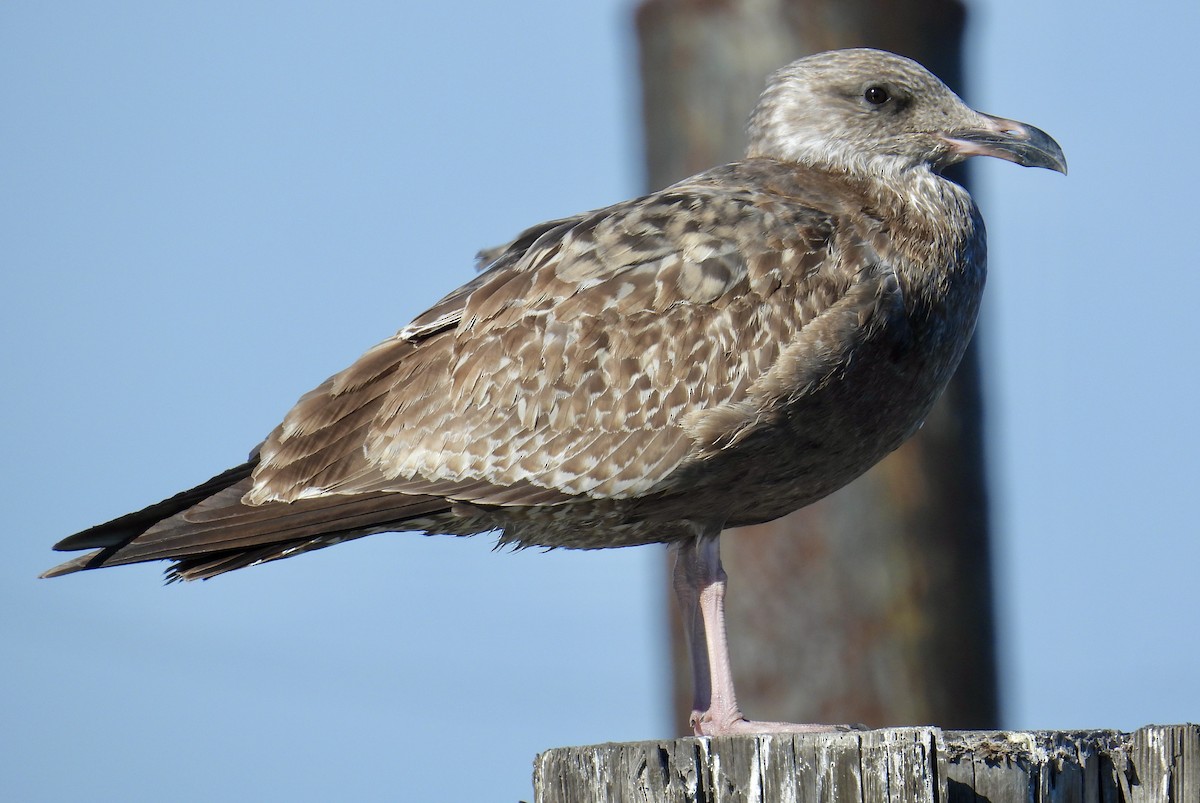 Gaviota Argéntea - ML611813356