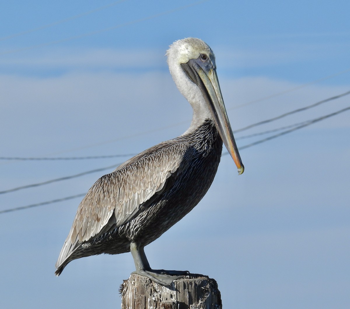 Brown Pelican - ML611813393