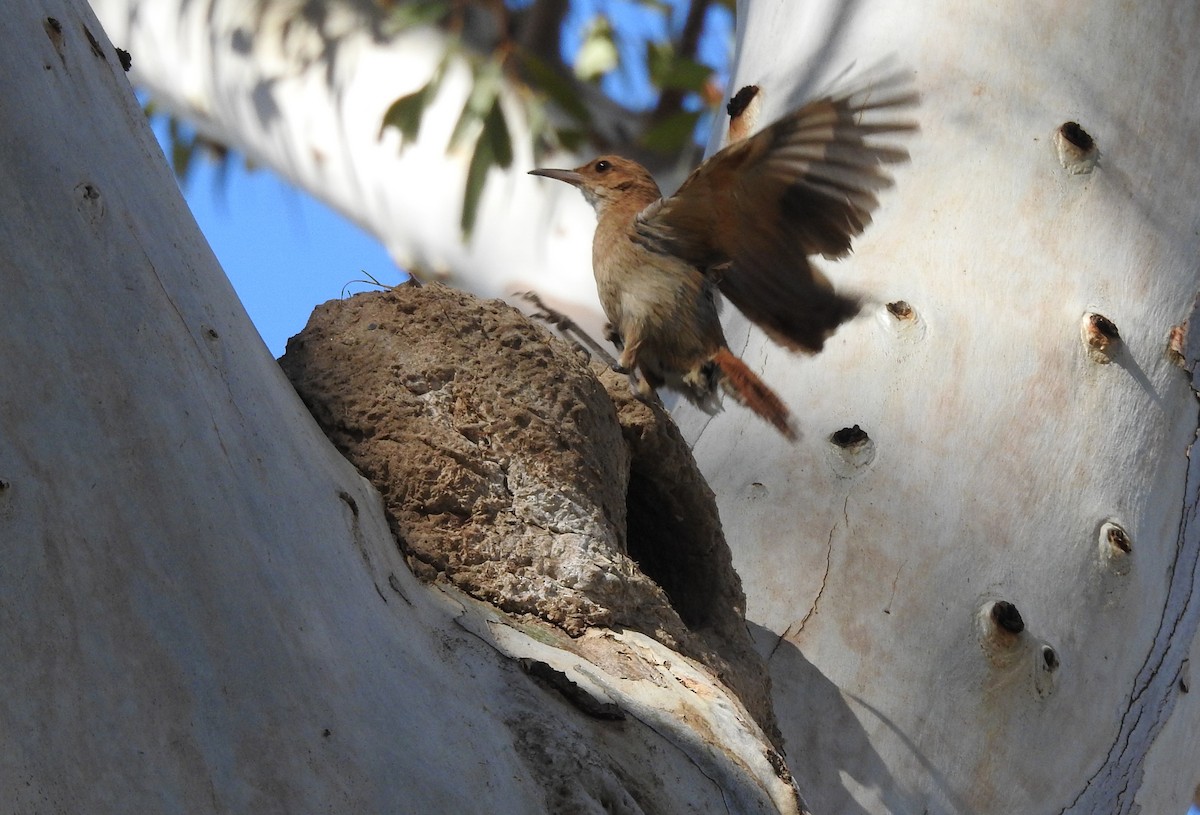 Rufous Hornero - kas dumroese