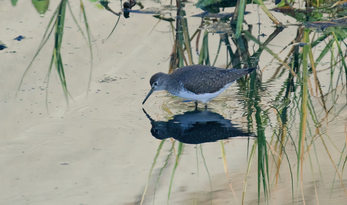 Solitary Sandpiper - ML611813429