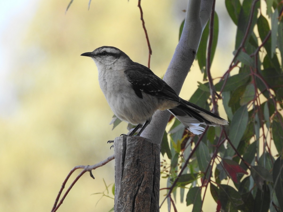 Chalk-browed Mockingbird - kas dumroese