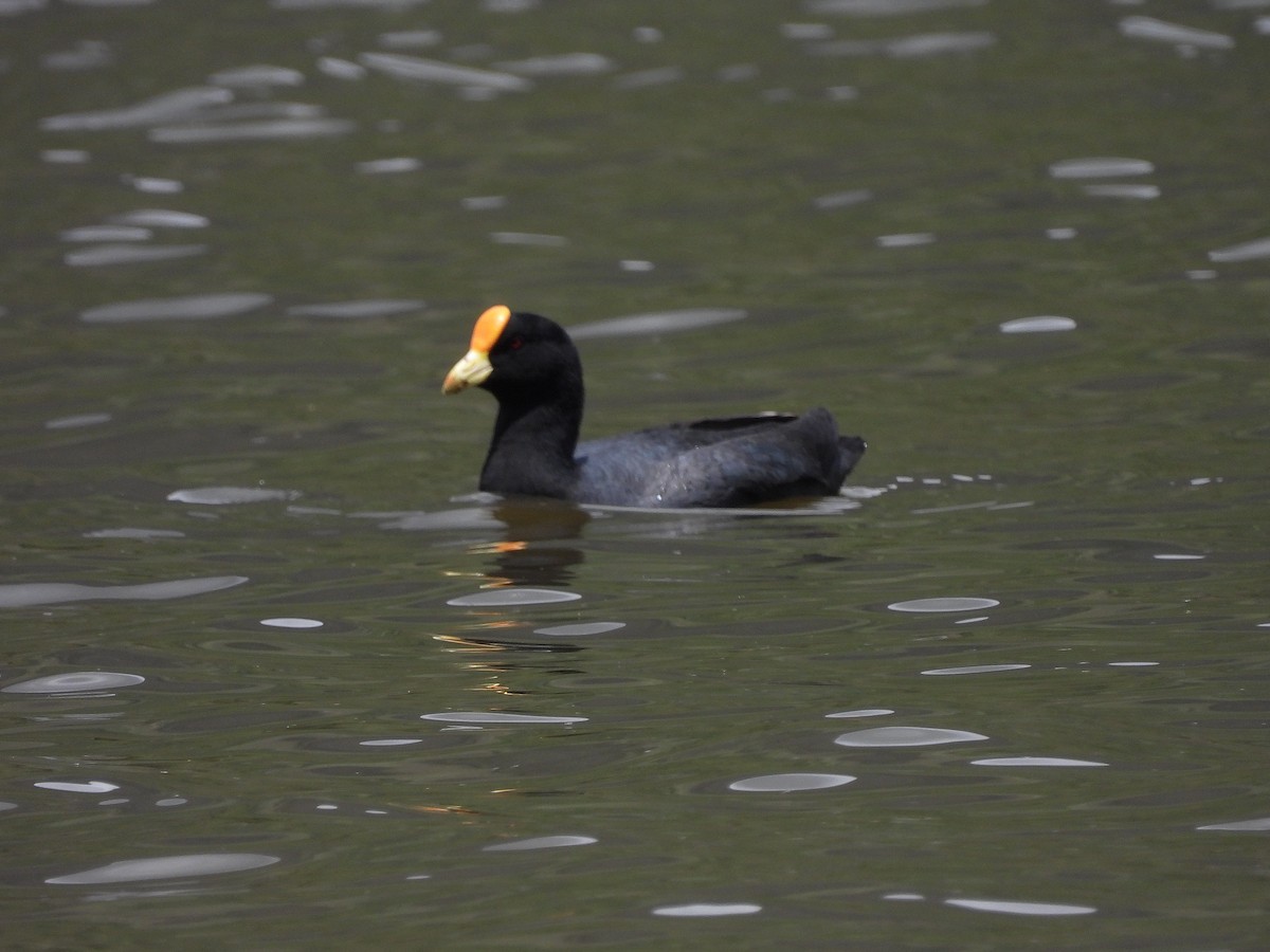 White-winged Coot - ML611813596