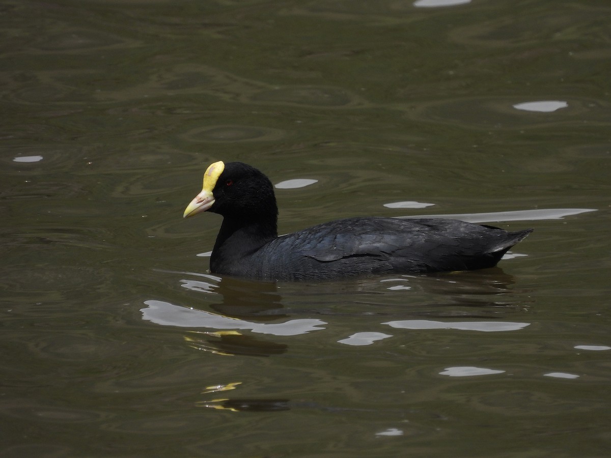 White-winged Coot - ML611813597