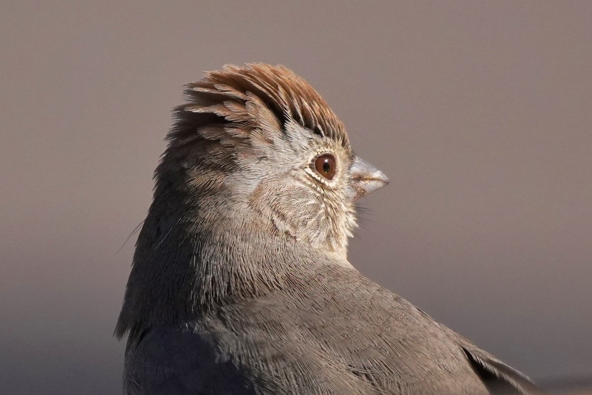 Canyon Towhee - ML611813606