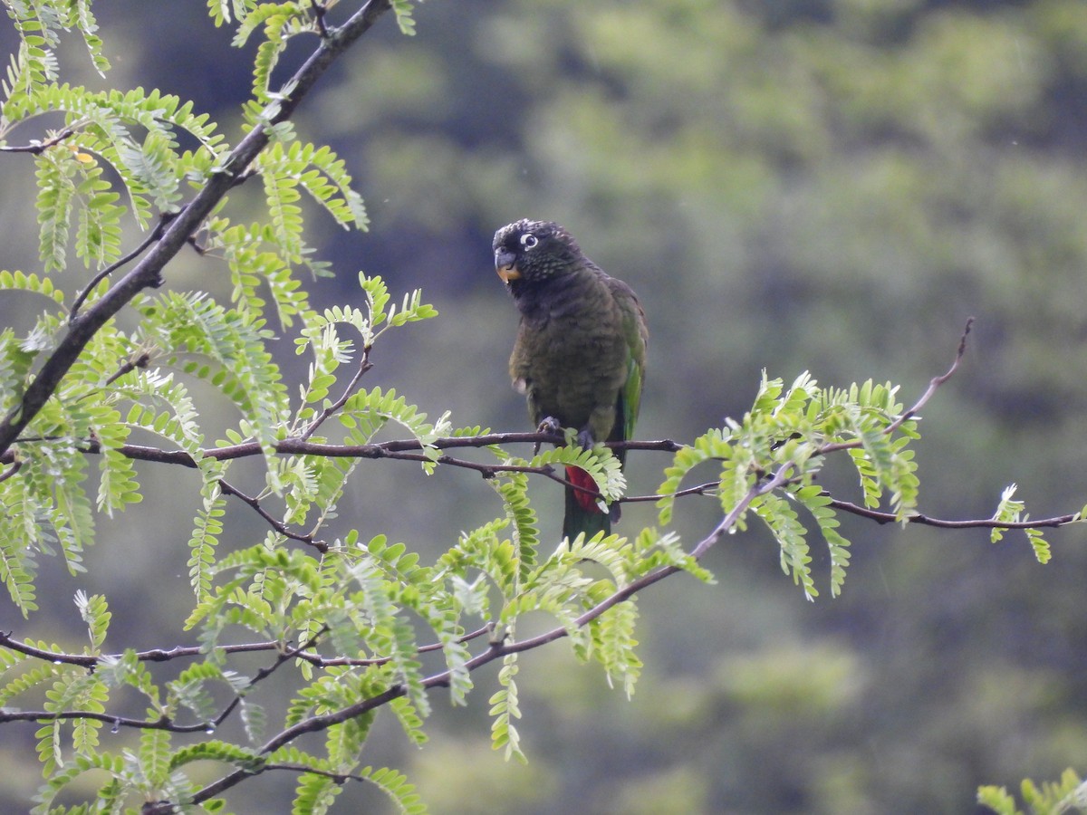 Scaly-headed Parrot - ML611813639