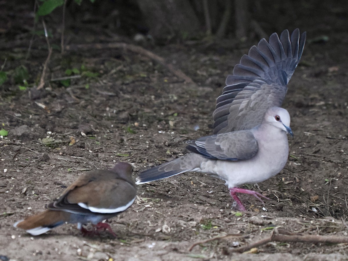White-tipped Dove - Gabriel Willow