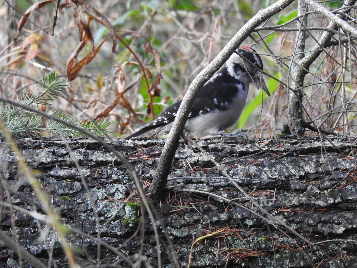 Hairy Woodpecker - ML611813690