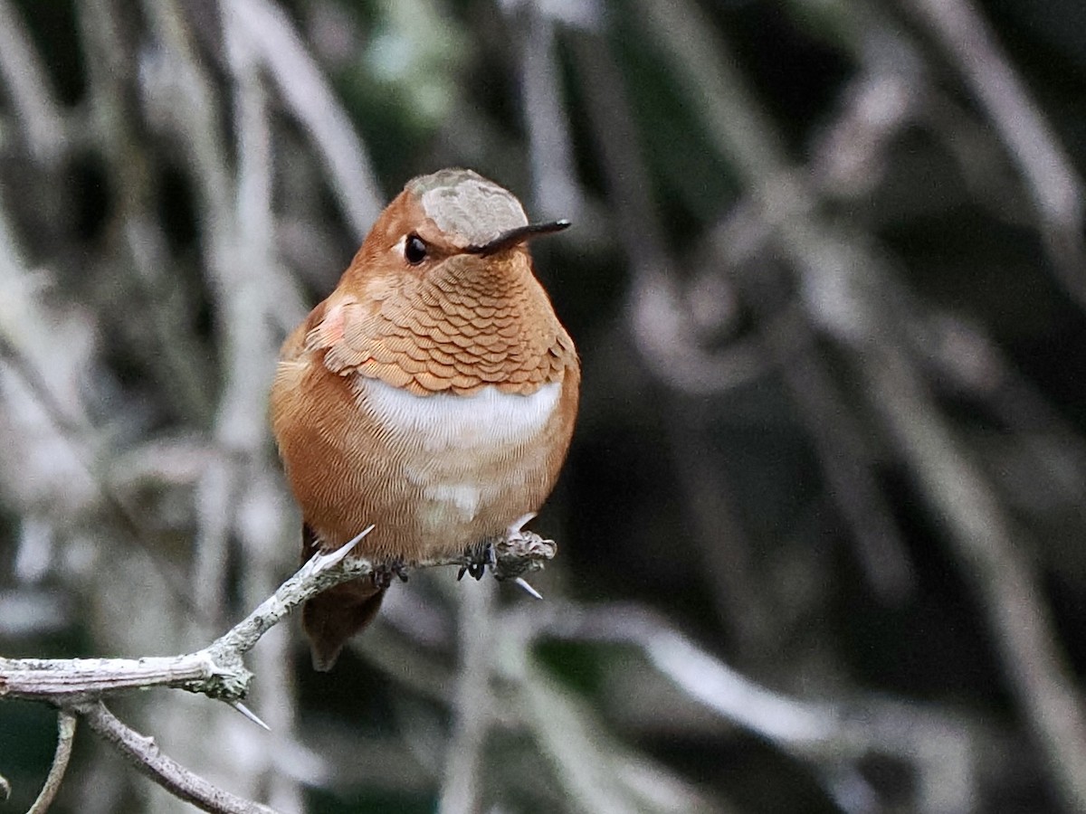 Rufous Hummingbird - Gabriel Willow