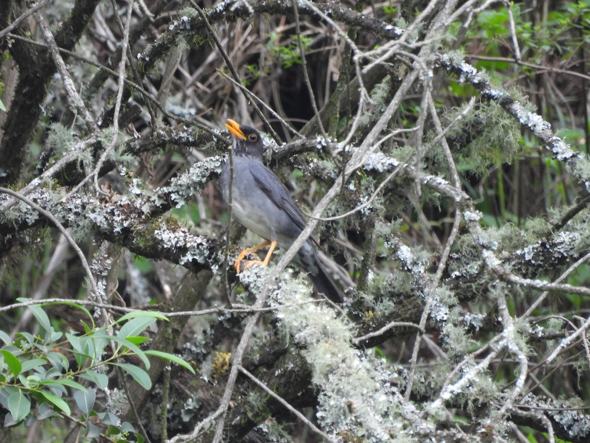 Andean Slaty Thrush - ML611814022