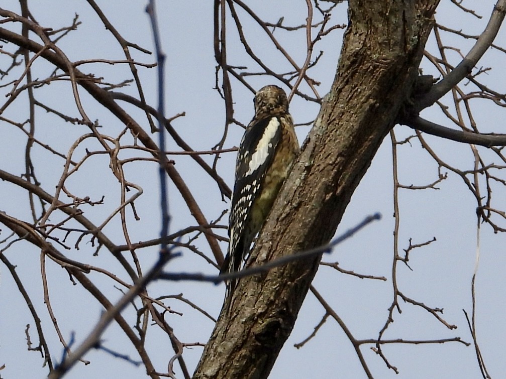 Yellow-bellied Sapsucker - ML611814045