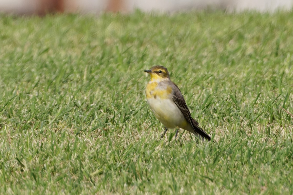 Western/Eastern Yellow Wagtail - Simon Lloyd