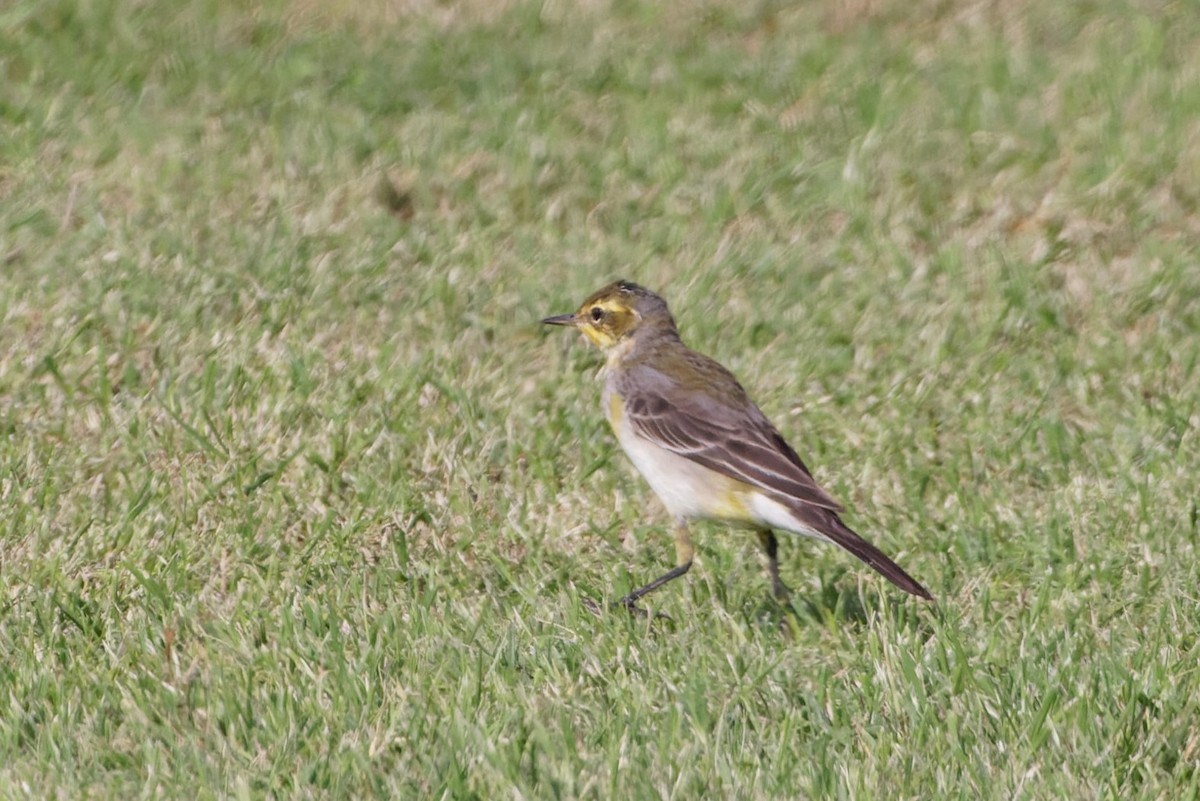 Western/Eastern Yellow Wagtail - ML611814074