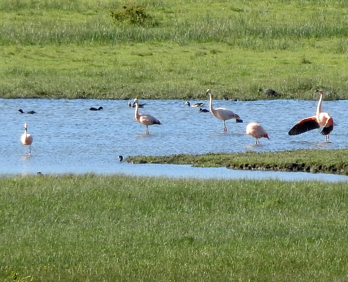 Chilean Flamingo - ML611814081