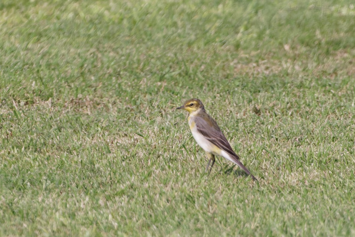 Western/Eastern Yellow Wagtail - Simon Lloyd