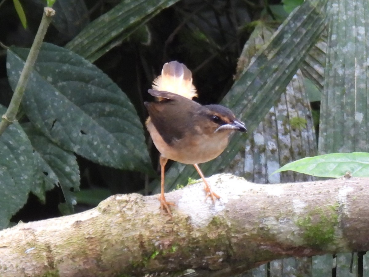 Buff-rumped Warbler - ML611814162