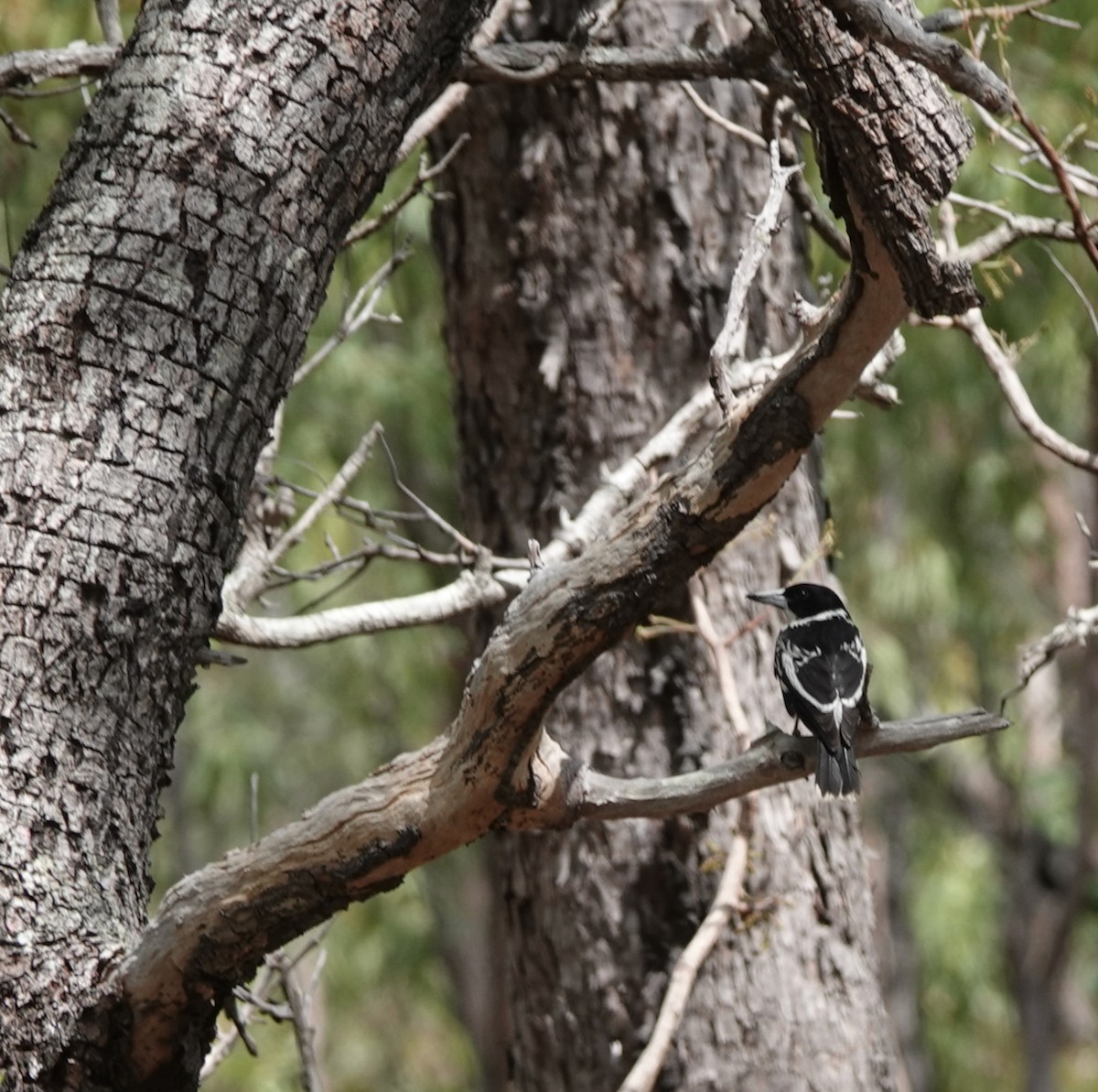 flétňák černohřbetý - ML611814235